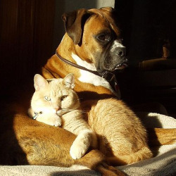 cat_and_dog