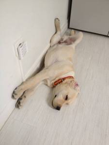 1010947_266323510172196_357987356_n