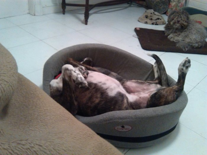 IMG_20131229_181809.jpg image