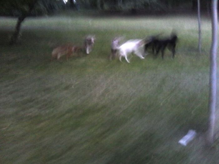 wp-1399369682914 image