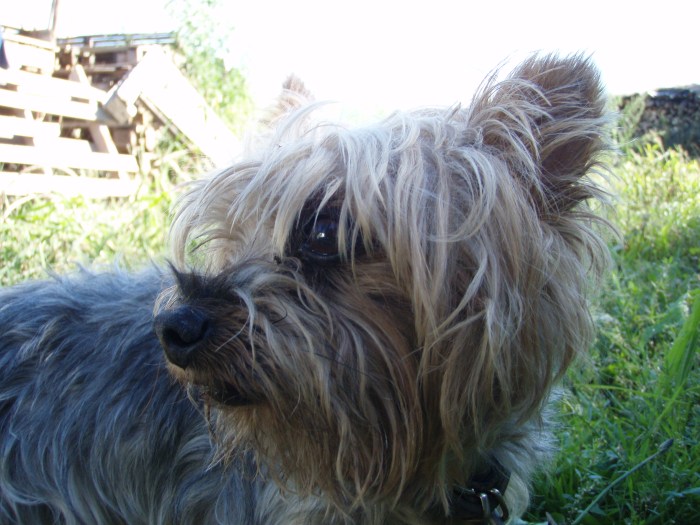 OLYMPUS DIGITAL CAMERA