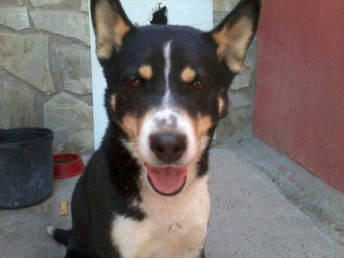 1017755_726619970737259_2611357142088735321_n