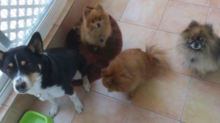 10945681_891613567571231_2902631823604100073_n